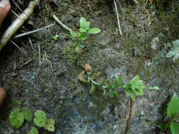 Image of Sedum botteri Hemsl.