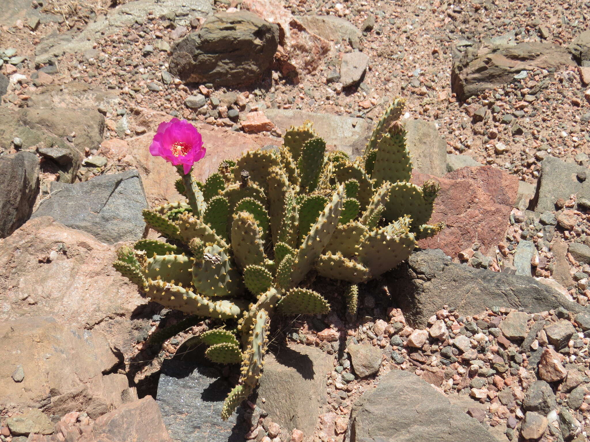 Image of beavertail pricklypear