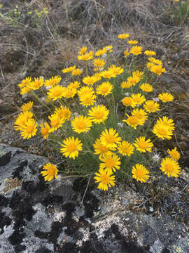 Image de Erigeron linearis (Hook.) Piper