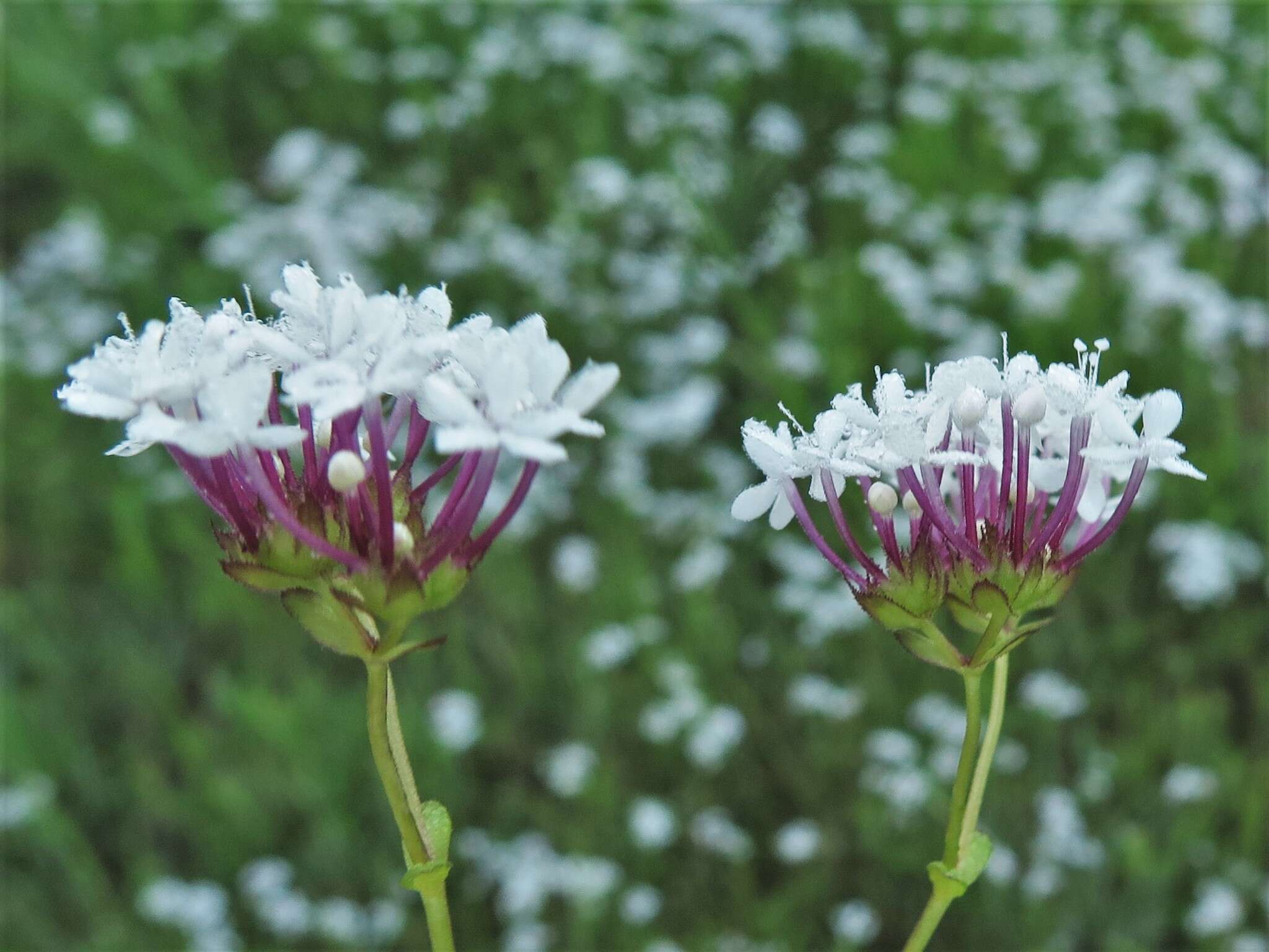 Imagem de Valerianella longiflora (Torr. & Gray) Walp.