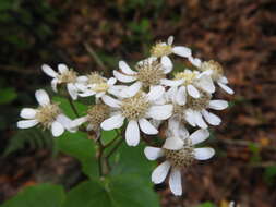 Image of Pericallis appendiculata (L. fil.) B. Nord.