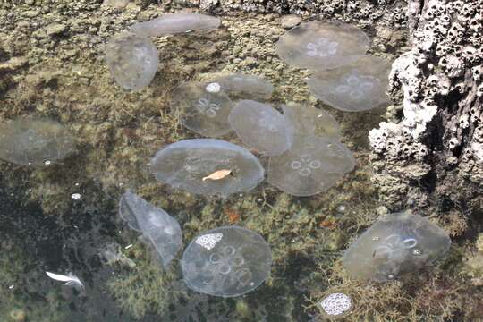 Image of Asian moon jellyfish