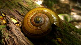 Image of Powelliphanta hochstetteri (L. Pfeiffer 1862)