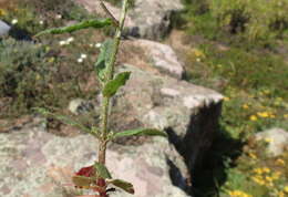 Image of Wahlenbergia capensis (L.) A. DC.