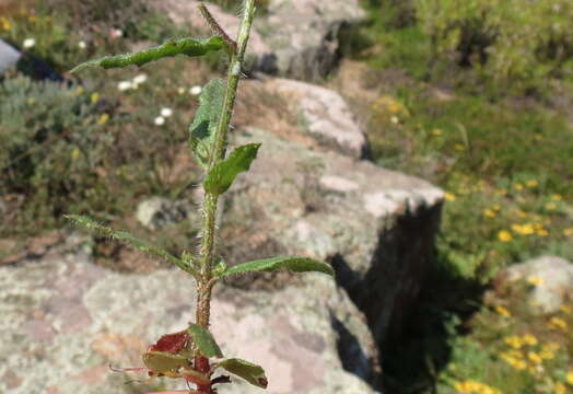 Image of Wahlenbergia capensis (L.) A. DC.