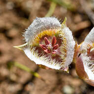 Calochortus coxii M. R. Godfrey & Callahan resmi