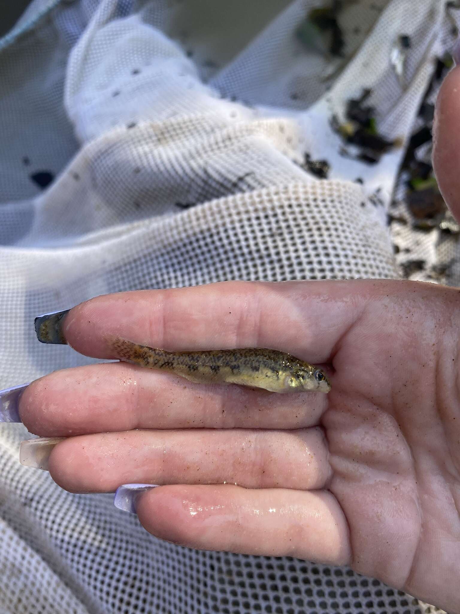 Image of Speckled Darter