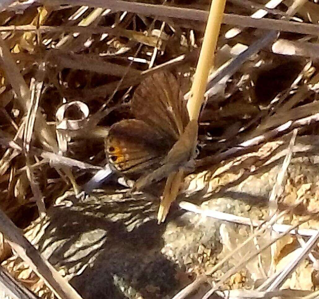 Image of Grass jewel