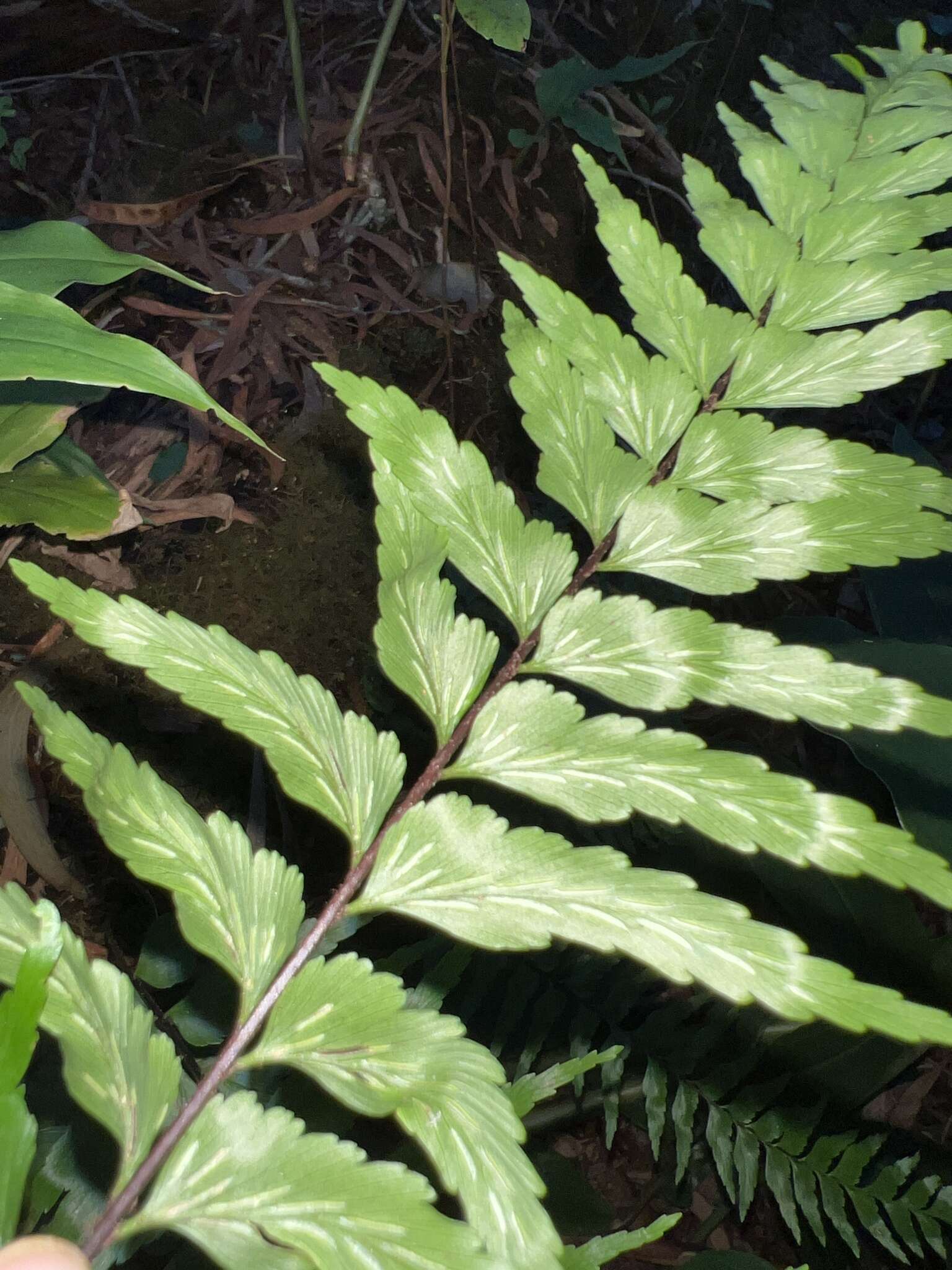 Image of Forest Spleenwort