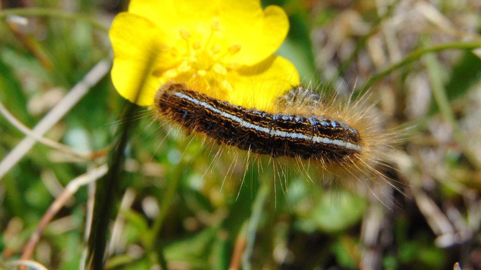 Image of Malacosoma alpicola Staudinger 1870