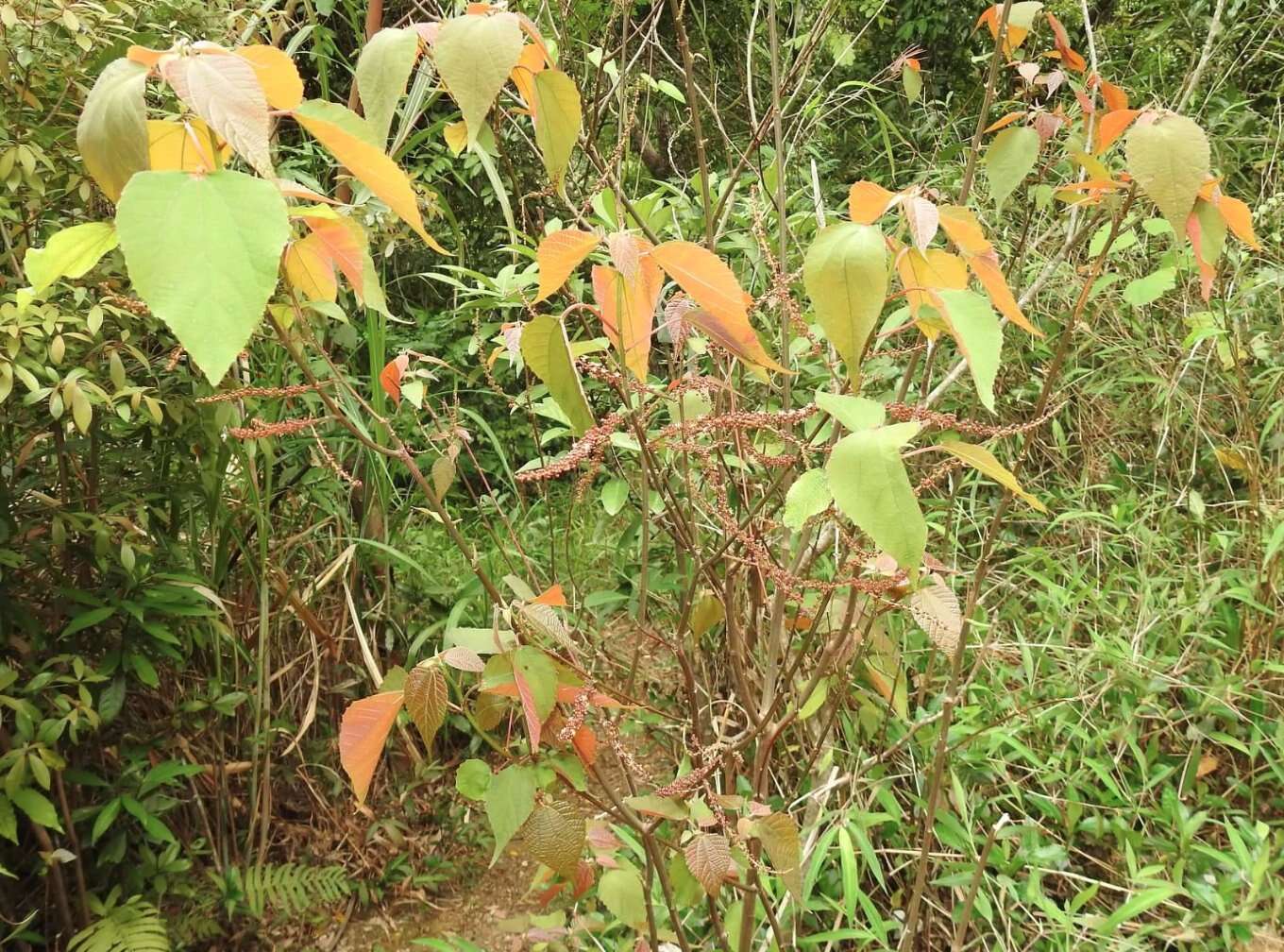 Imagem de Alchornea trewioides (Benth.) Müll. Arg.