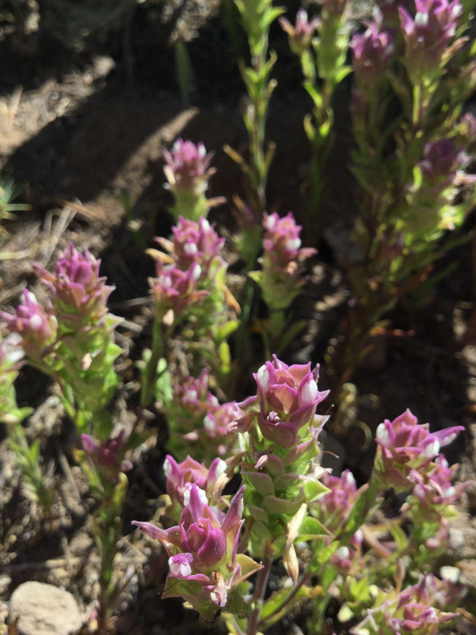 Image of toothed owl's-clover