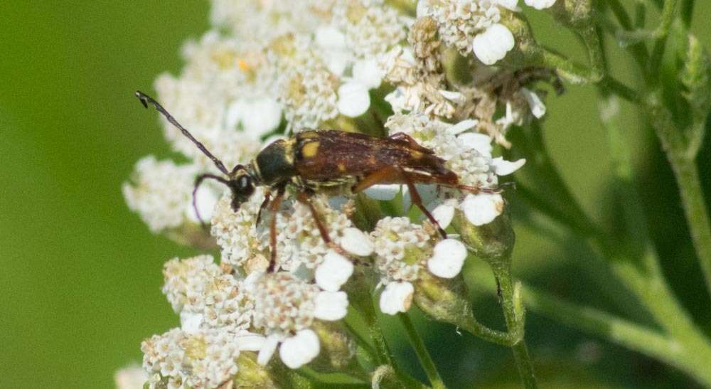 Image of Typocerus acuticauda Casey 1913