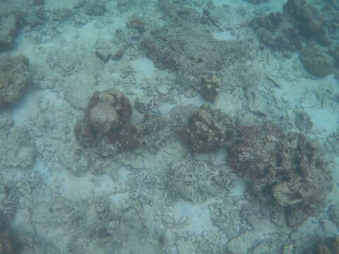 Image of Cloudy Grouper