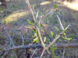 Melicytus angustifolius (DC.) P. J. Garnock-Jones resmi