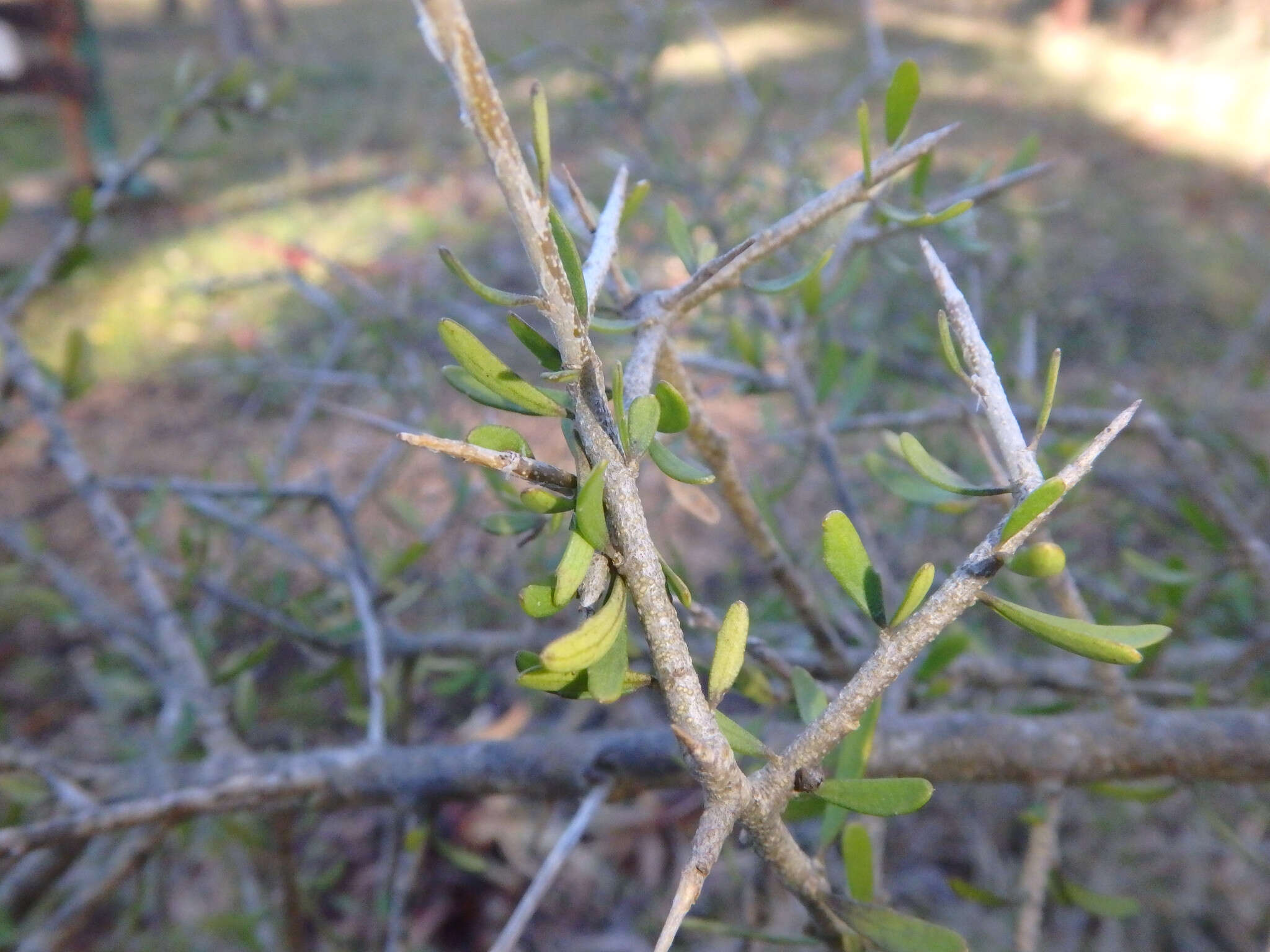 Melicytus angustifolius (DC.) P. J. Garnock-Jones resmi