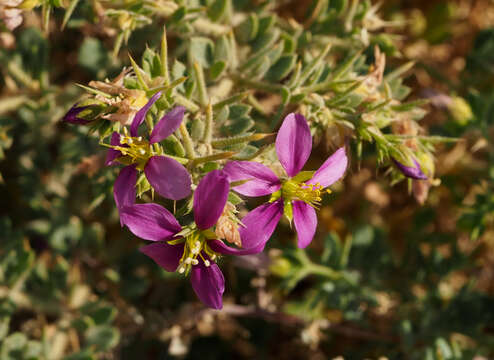 Image of Fagonia mollis Del.