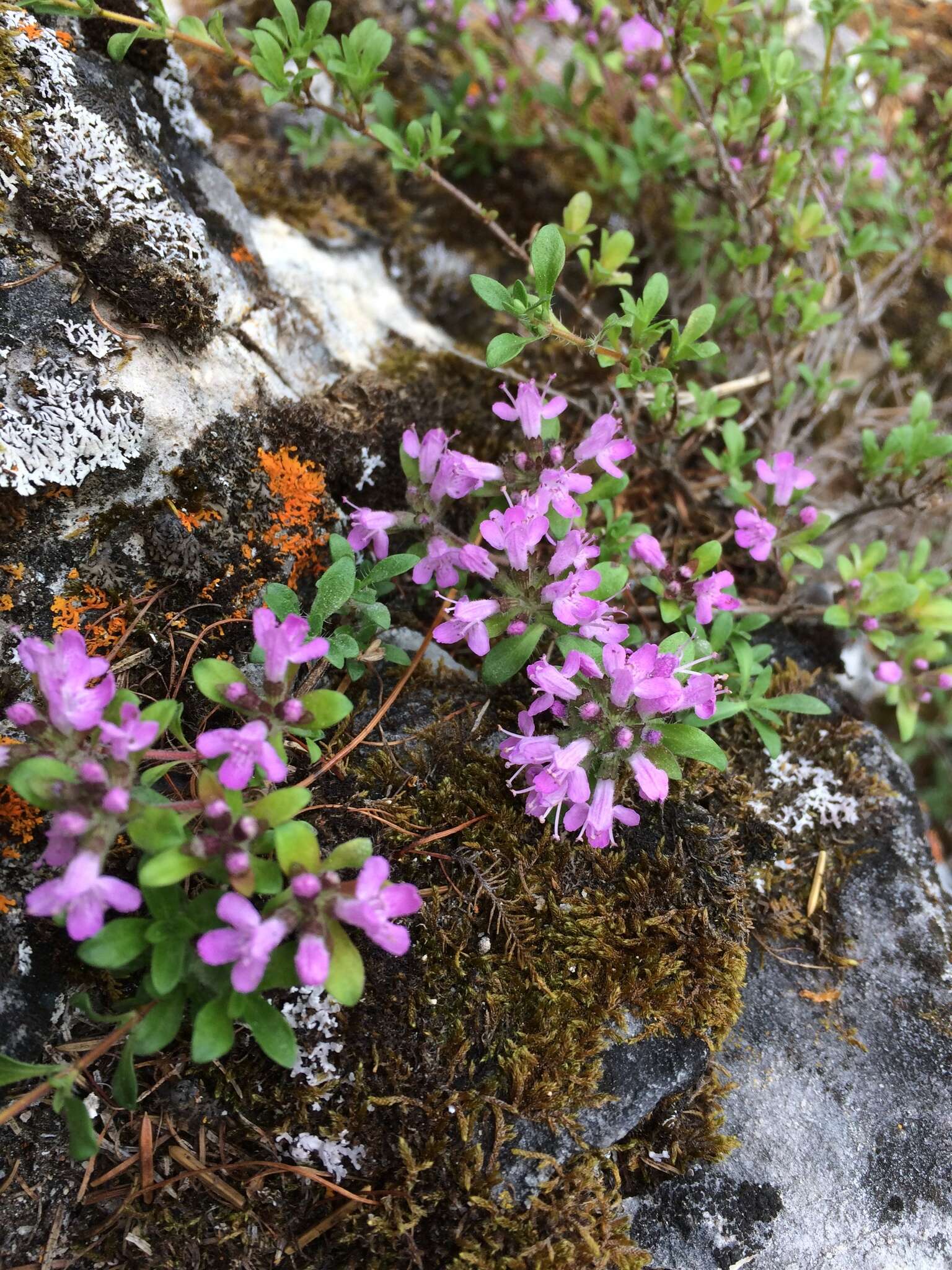 Image of Thymus talijevii subsp. paucifolius (Klokov) P. A. Schmidt