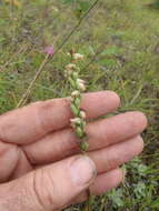 Spiranthes casei var. casei resmi