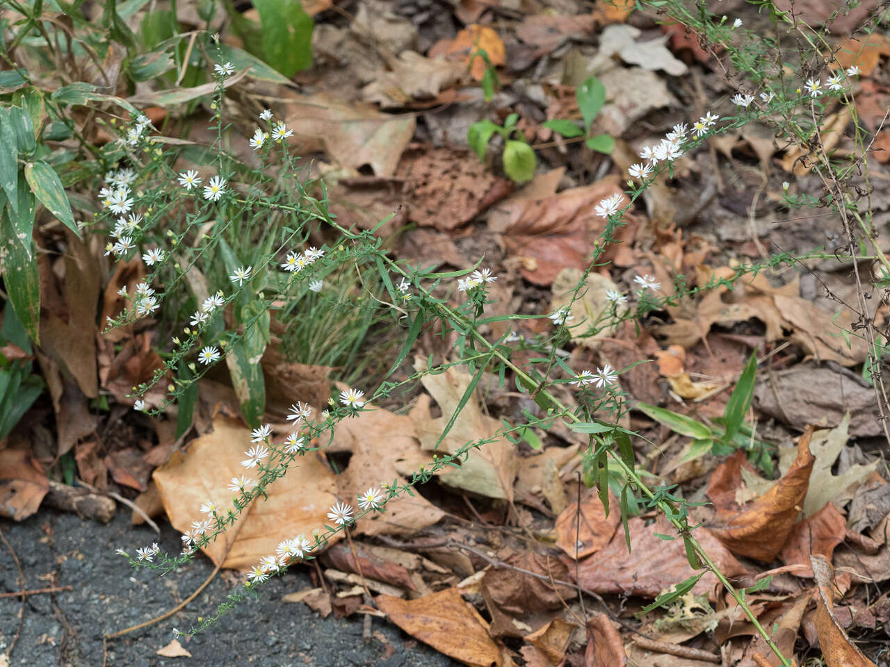 Image of Fragile-Stem American-Aster