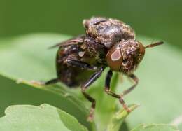 Imagem de Microdon globosus (Fabricius 1805)