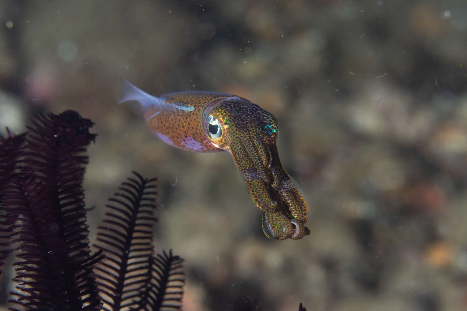 Image of bigfin reef squid