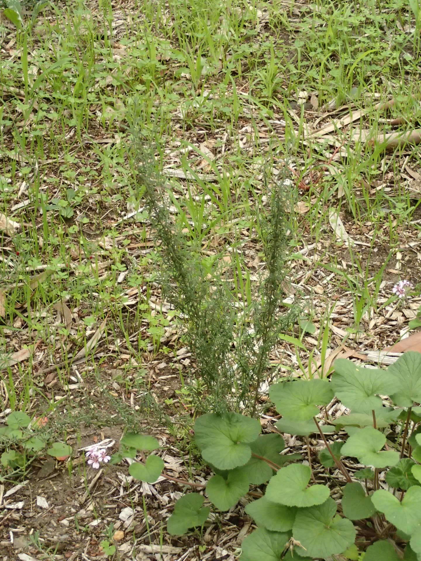 Image of Chrysocephalum semipapposum (Labill.) Steetz