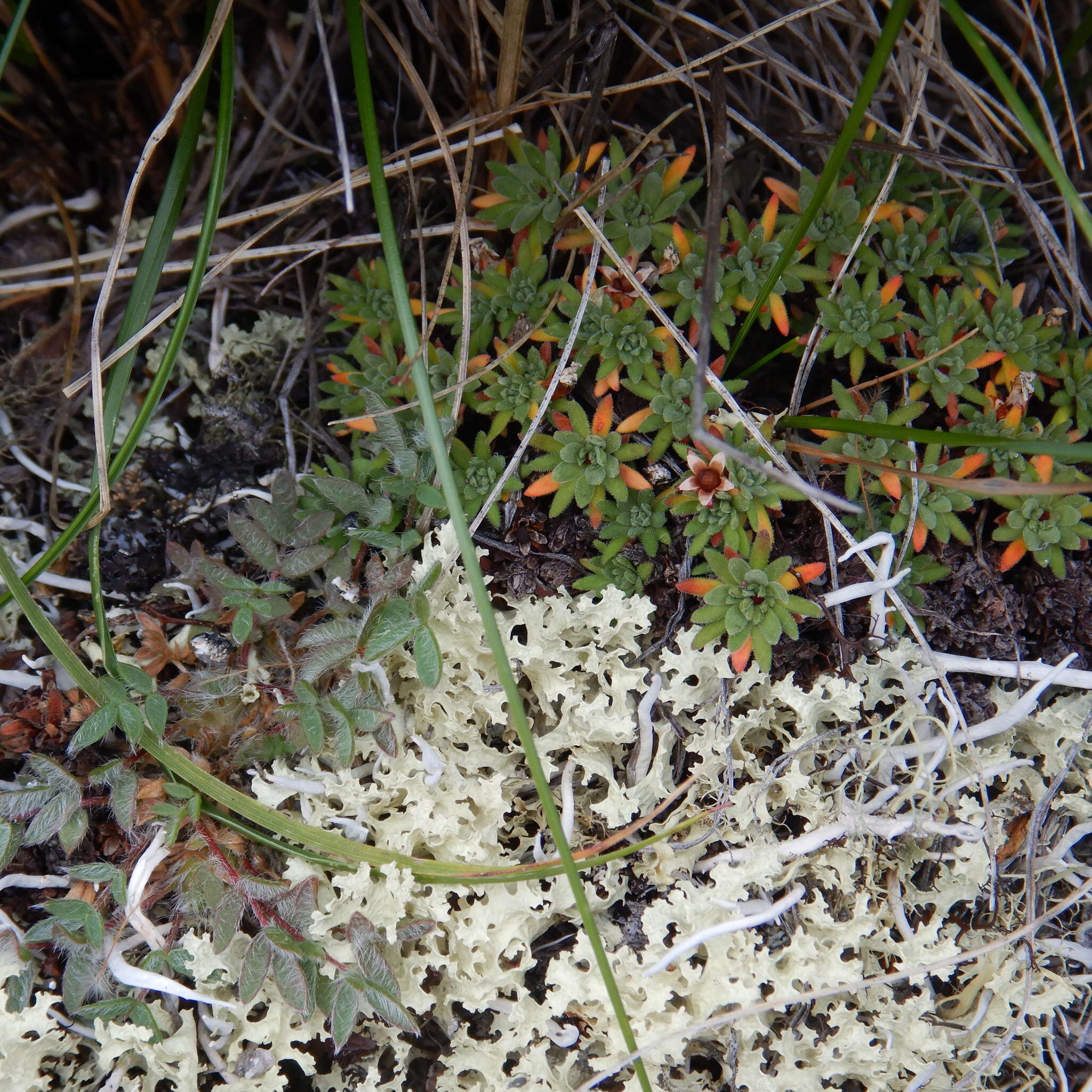 Image of Gorman's dwarf-primrose