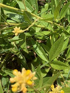 Image of Pearsonia cajanifolia (Harv.) Polhill