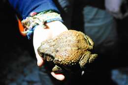 Bufo verrucosissimus (Pallas 1814) resmi