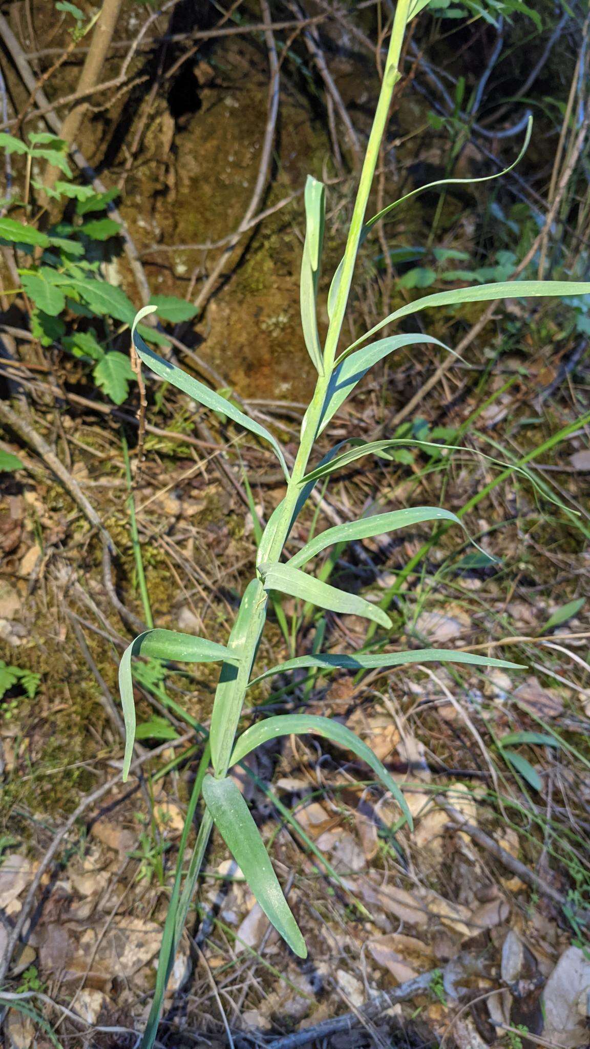 Image of Butte County fritillary