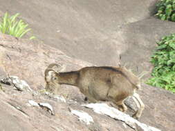 Image of Nilgiritragus Ropiquet & Hassanin 2005