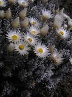 Image of Helichrysum newii Oliv. & Hiern