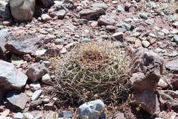 Image of Gymnocalycium spegazzinii subsp. cardenasianum (F. Ritter) R. Kiesling & Metzing