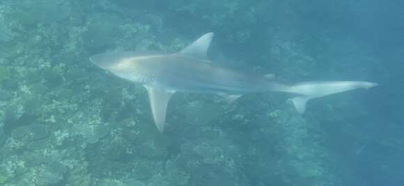 Sivun Carcharhinus tilstoni (Whitley 1950) kuva