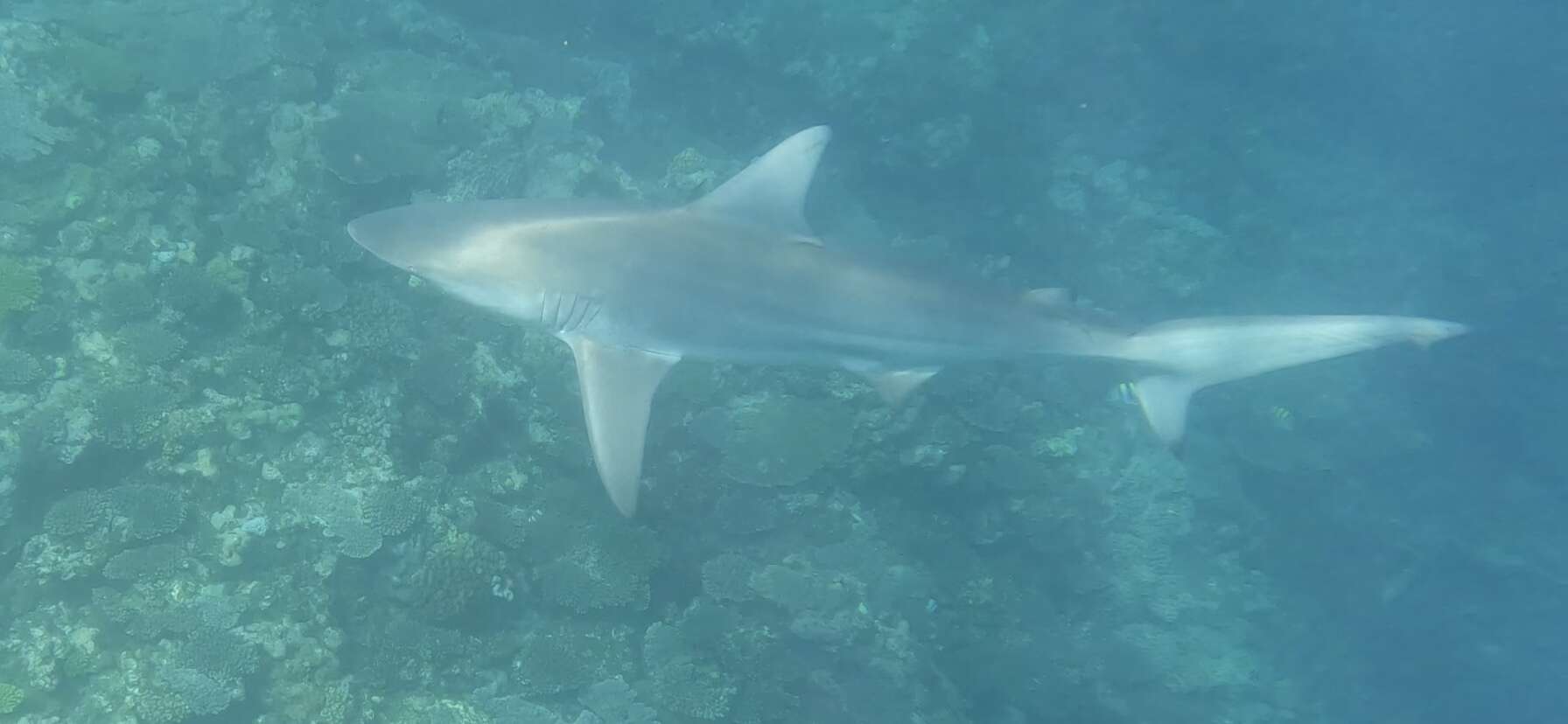 Image of Australian Blacktip Shark