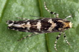 Image of Callisto insperatella (Nickerl 1864)