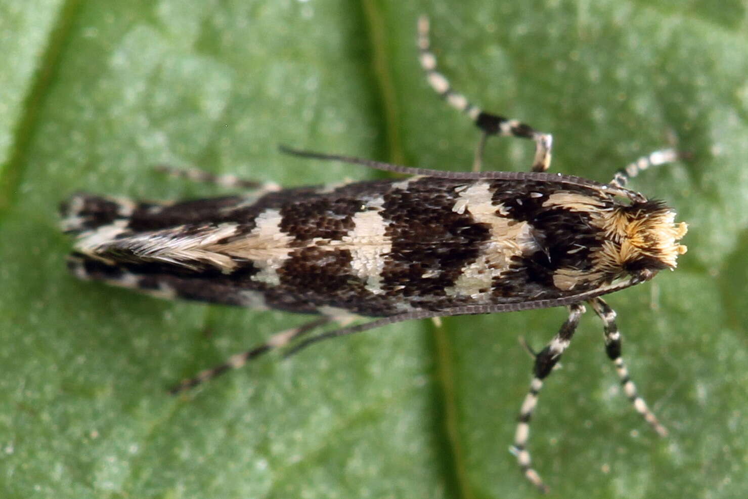 Image of Callisto insperatella (Nickerl 1864)