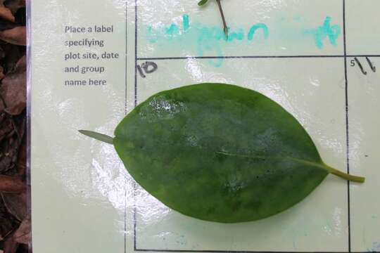 Image of Griselinia littoralis (Raoul) Raoul