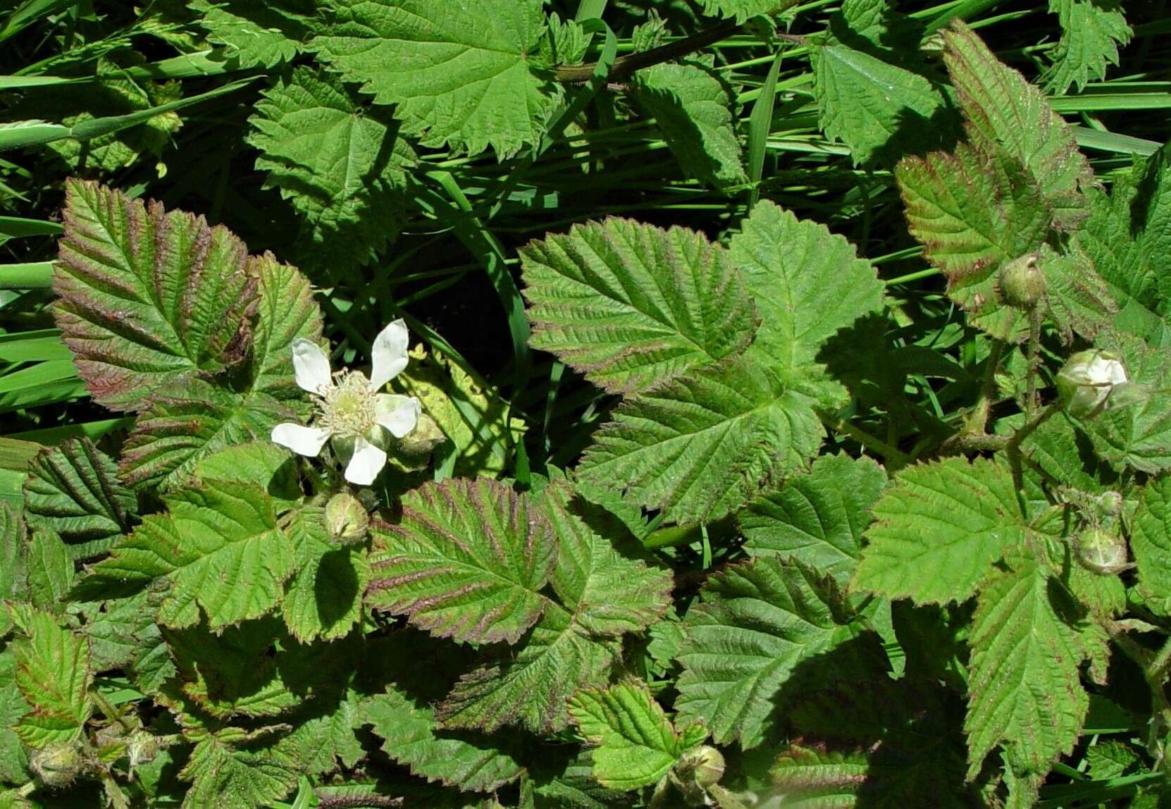 Слика од Rubus loganobaccus L. H. Bailey