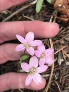 Image of western springbeauty