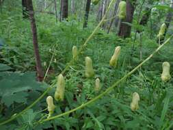 Imagem de Aconitum ranunculoides Turcz.