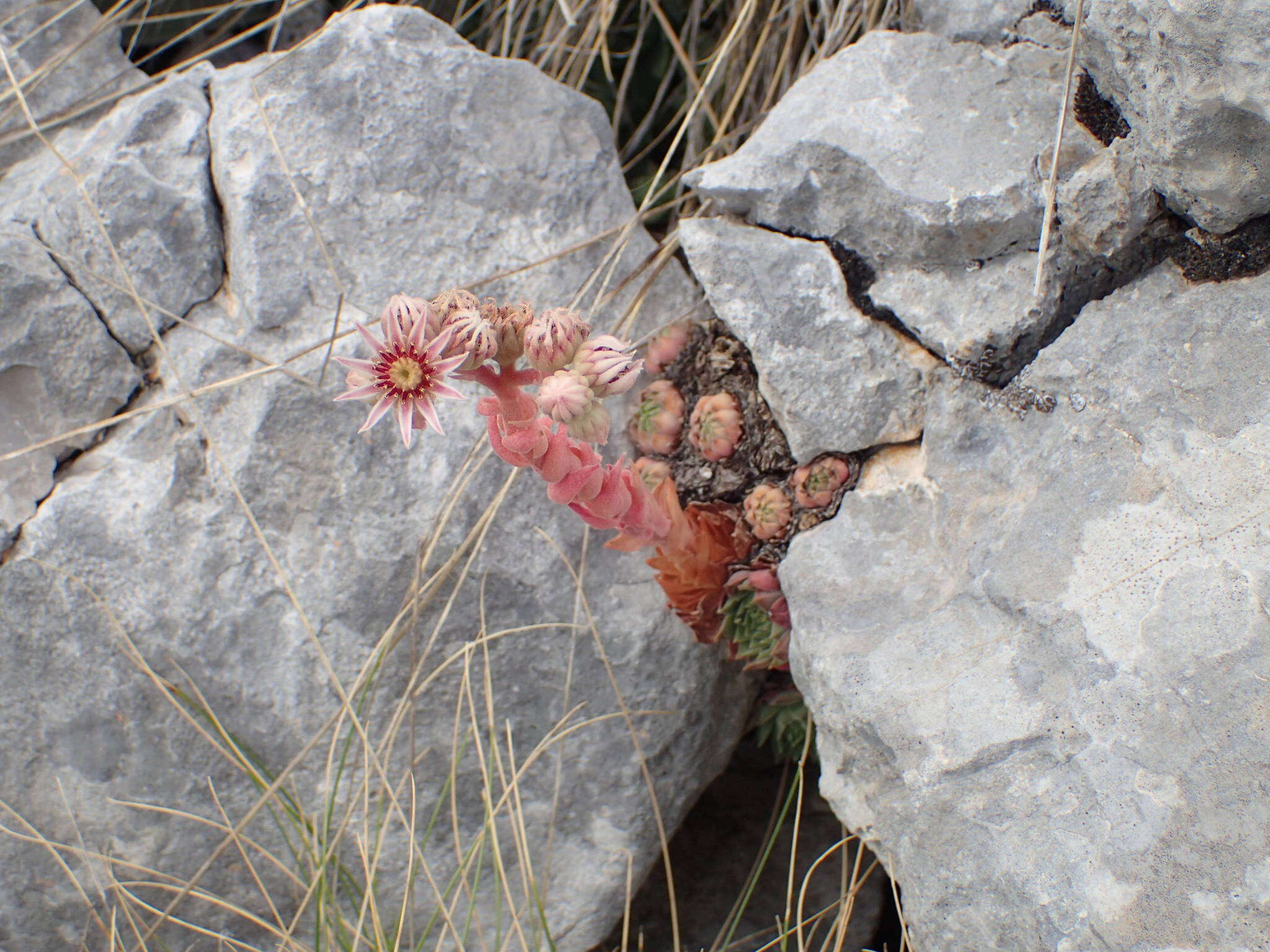 Image of Sempervivum marmoreum Griseb.