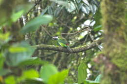 Image of Crimson-rumped Toucanet