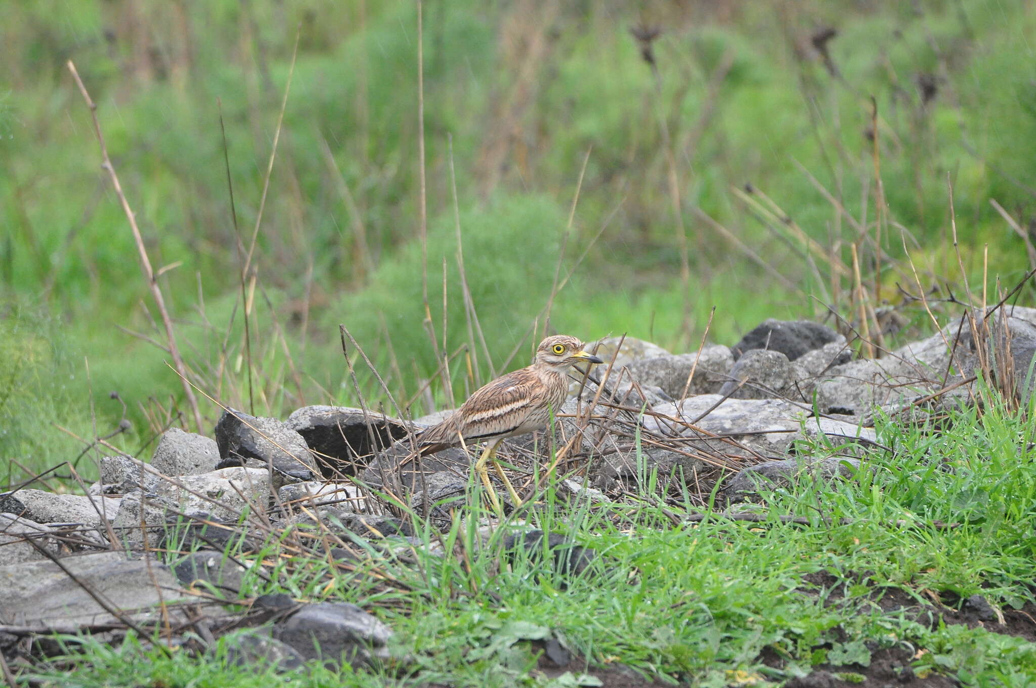 Image of Eurasian Stone-curlew