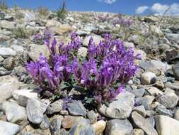 Image de Scutellaria grandiflora Sims