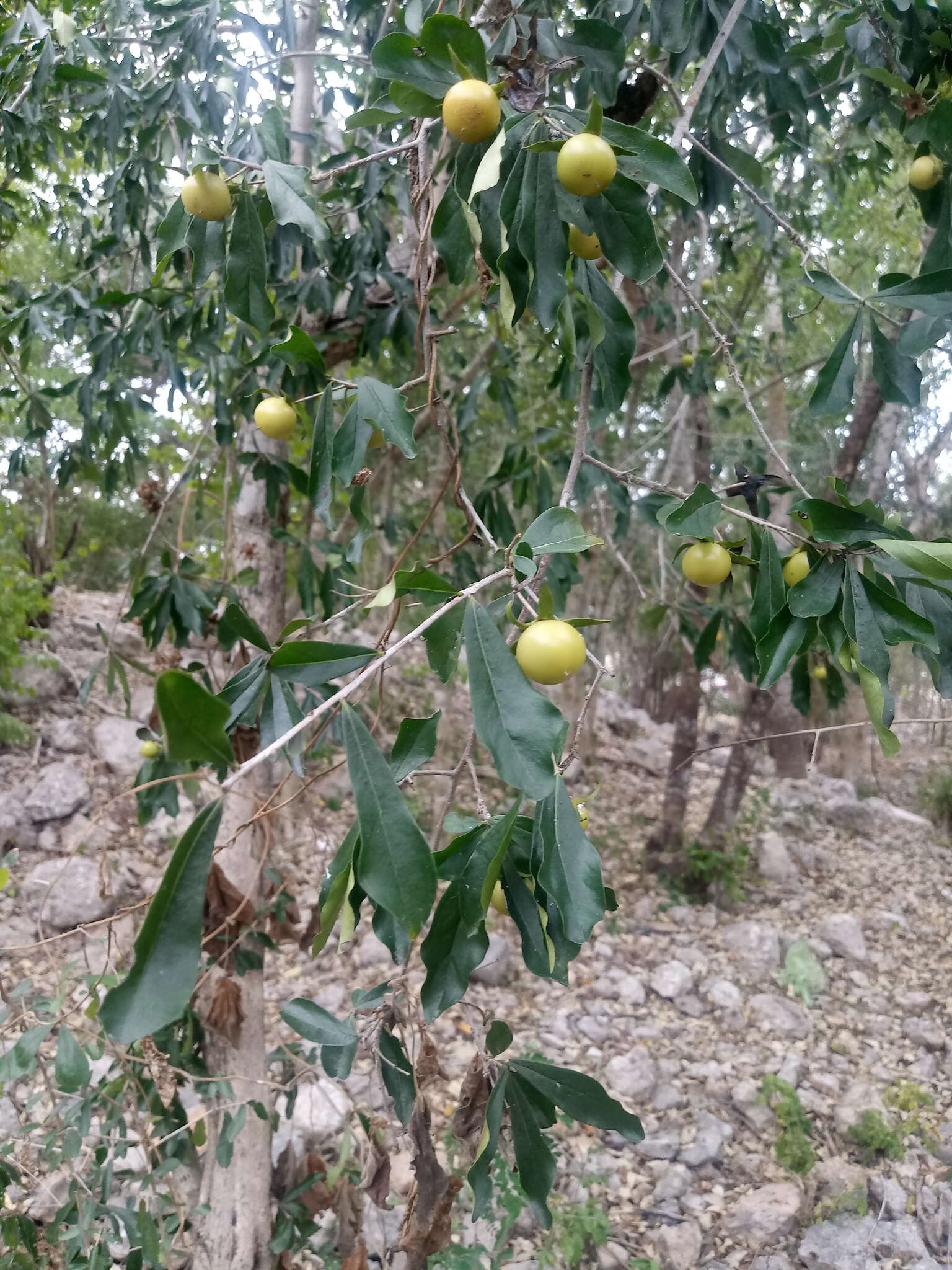 Image de Diospyros anisandra S. F. Blake