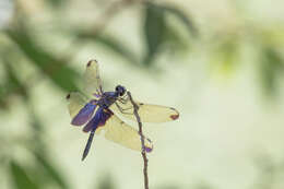 Image of Rhyothemis severini Ris 1913