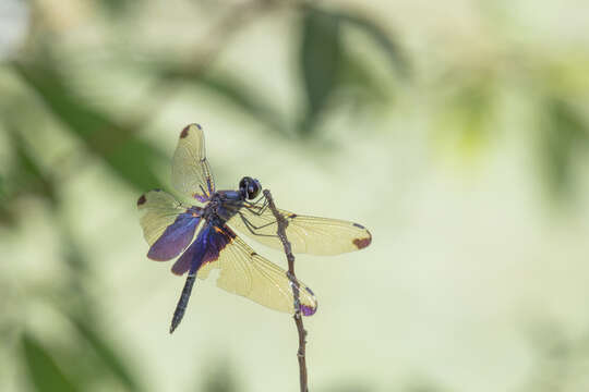 Image of Rhyothemis severini Ris 1913