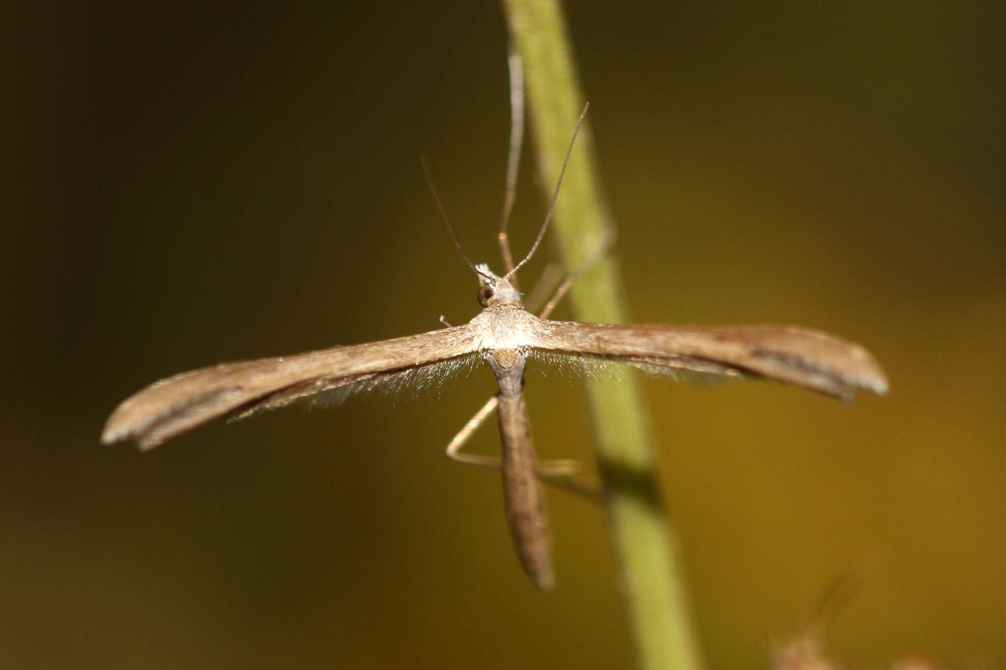 Image de Stenoptilia pterodactyla (Linnaeus 1761)